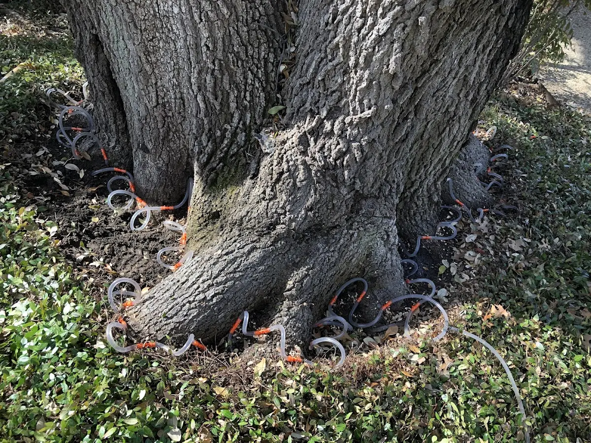 Detailed Tree Cabling and Bracing job site in Rixeyville