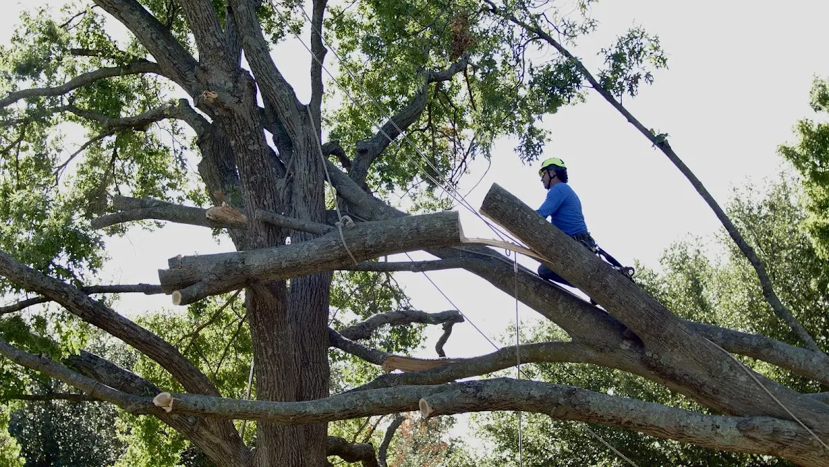 Professional Crown Thinning performed by certified arborists in Rixeyville